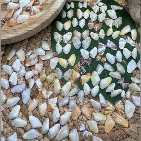 50 (25 Pairs) Florida Coquina Seashells Butterfly Shells DIY Crafting Bulk Lot - Picture 8 of 16